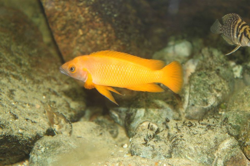 Neolamprologus leleupi